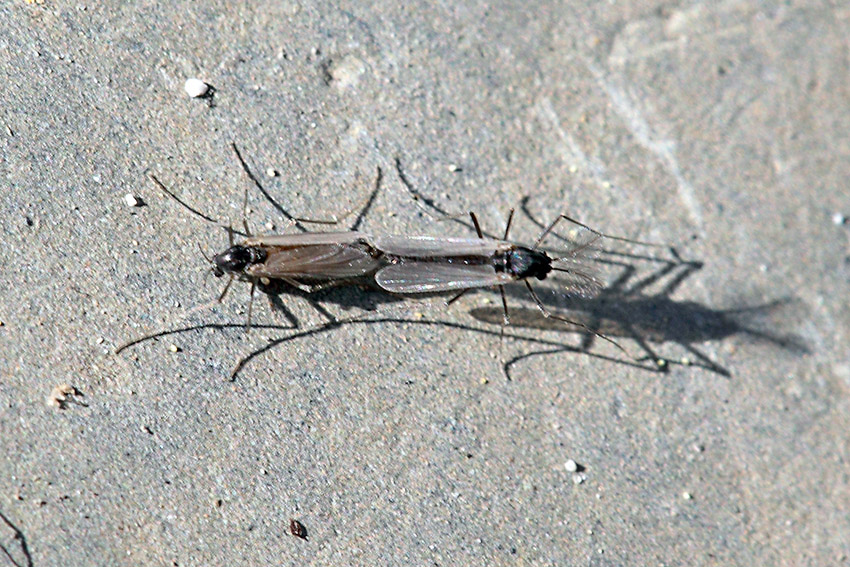 Chironomidae